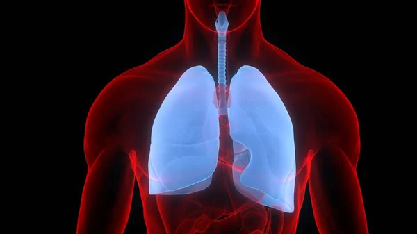 Longen Een Deel Van Human Respiratory System Anatomy — Stockfoto