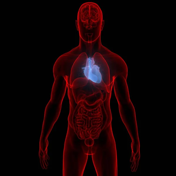 Hart Een Deel Van Anatomie Van Het Menselijk Circulatiesysteem — Stockfoto