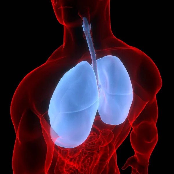 Los Pulmones Son Una Parte Anatomía Del Sistema Respiratorio Humano — Foto de Stock