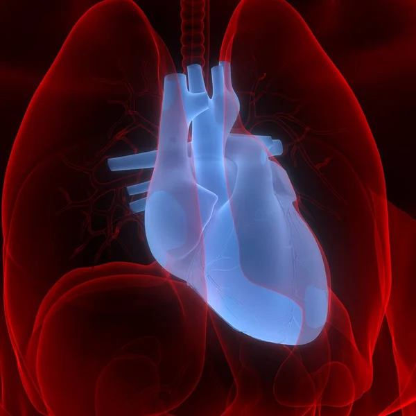 Серце Частиною Анатомії Кровоносної Системи Людини — стокове фото