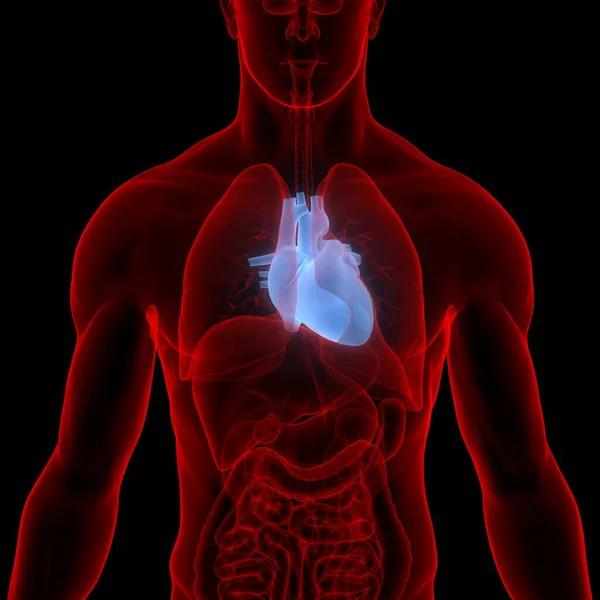 Καρδιά Είναι Μέρος Του Ανθρώπινου Κυκλοφοριακού Συστήματος Ανατομία — Φωτογραφία Αρχείου