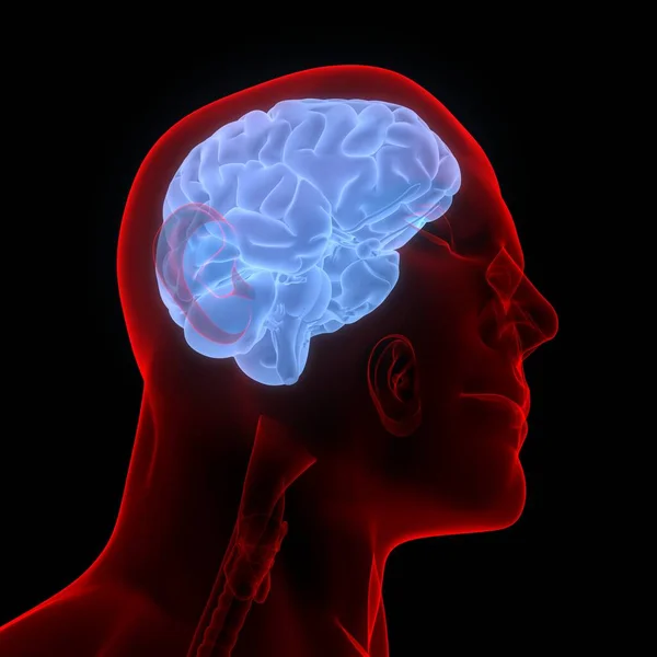 Cerebro Una Parte Anatomía Del Sistema Nervioso Central Del Cuerpo — Foto de Stock