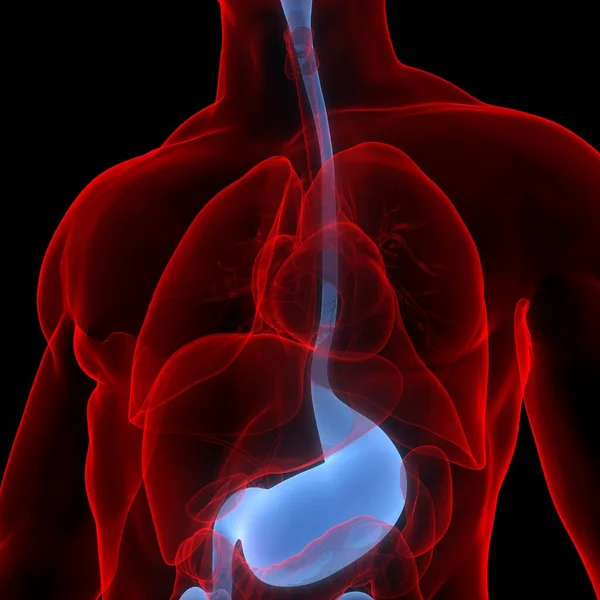 Human Internal Organs Digestive System Anatomy. 3D