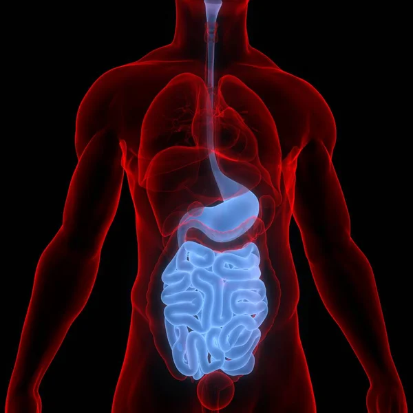 Human Internal Organs Digestive System Anatomy Inglés — Foto de Stock