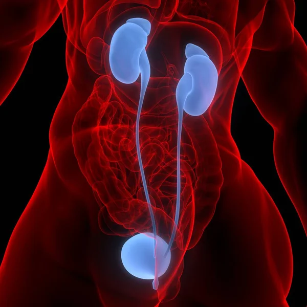 Human Internal Organs Urinary System Kidneys with Bladder Anatomy. 3D