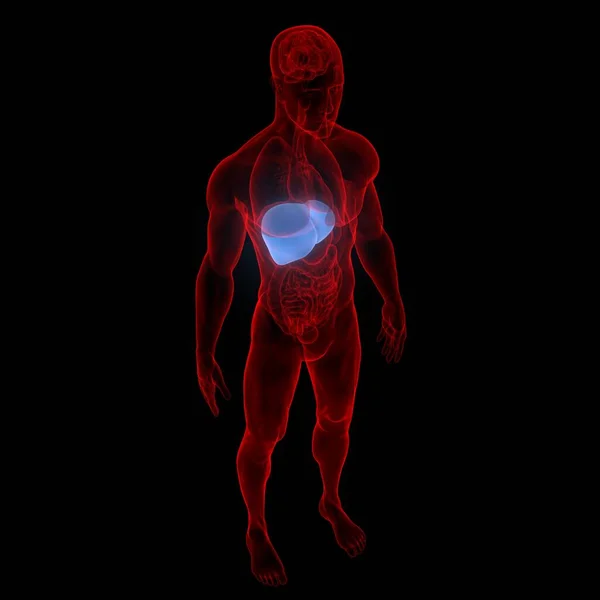 Karaciğer Yarı Insan Yarı Organ Anatomisi Boyut — Stok fotoğraf