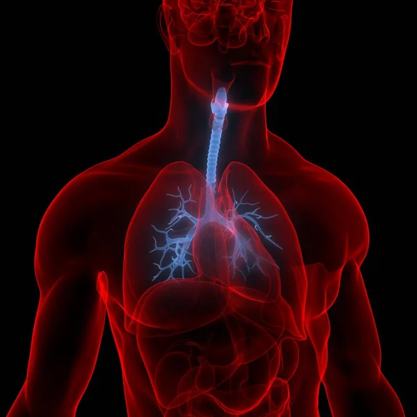 Легені Частиною Анатомії Дихальної Системи Людини — стокове фото
