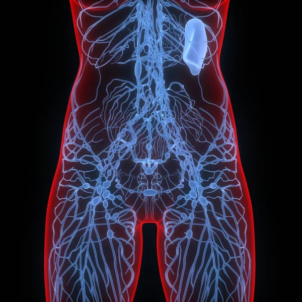 Linfonodos Uma Parte Anatomia Sistema Interno Humano — Fotografia de Stock