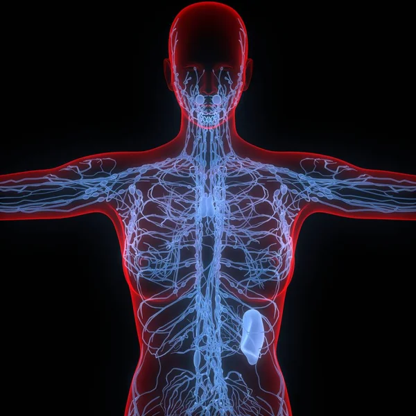 Lymph Nodes is a Part of Human Internal System Anatomy. 3D