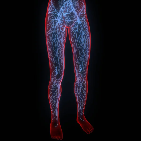 Linfonodos Uma Parte Anatomia Sistema Interno Humano — Fotografia de Stock