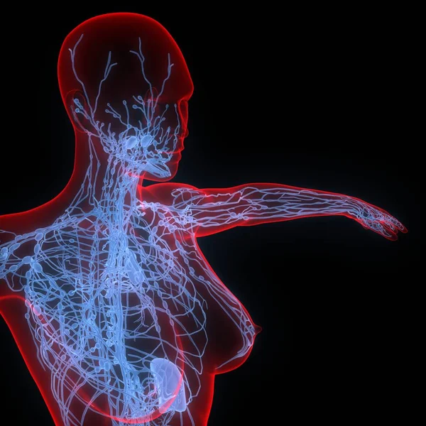 Lymph Nodes is a Part of Human Internal System Anatomy. 3D