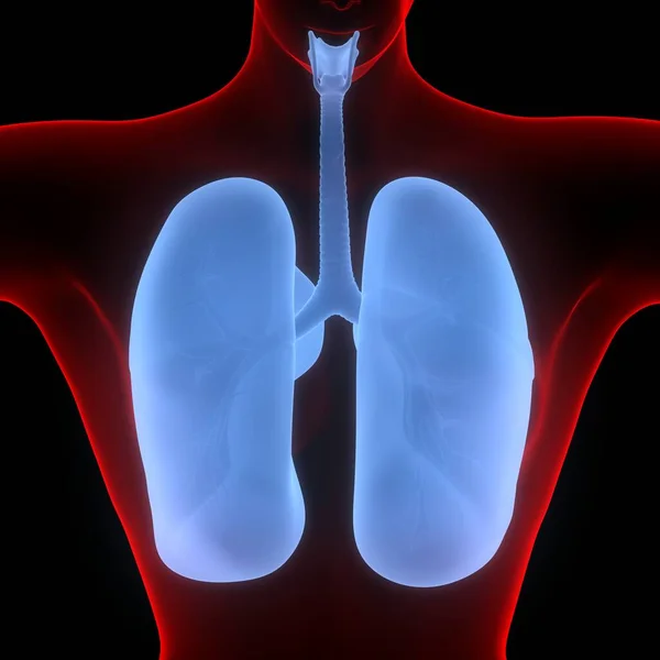 Płuca Częścią Ludzkiej Anatomii Układu Oddechowego — Zdjęcie stockowe