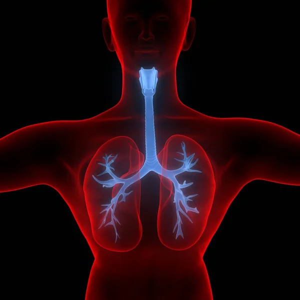 Lungs Part Human Respiratory System Anatomy — 图库照片