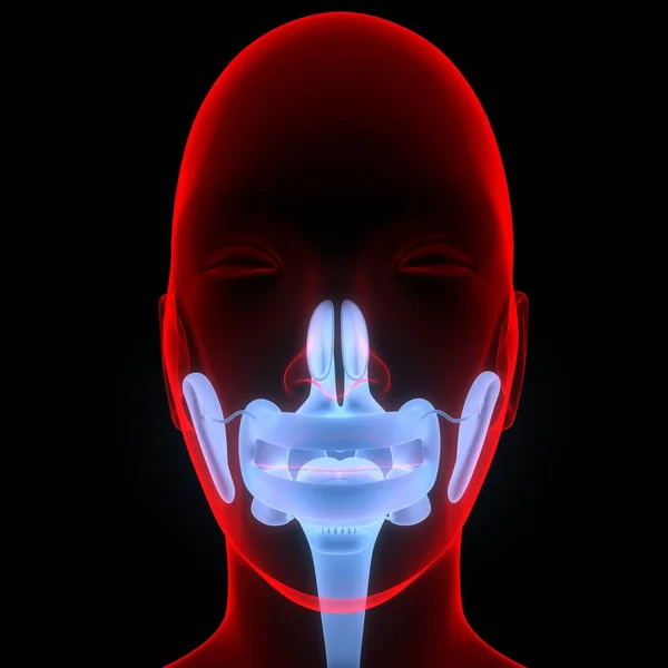 人类消化系统口腔解剖 — 图库照片