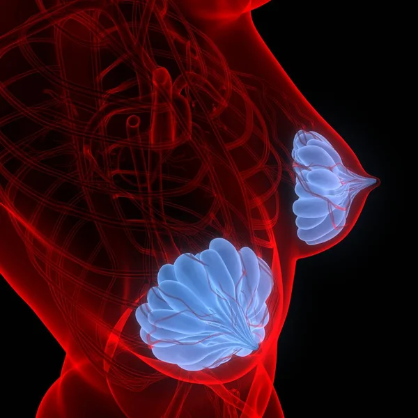 Kelenjar Mammer Adalah Bagian Dari Tubuh Perempuan Organ Internal Anatomi Stok Foto Bebas Royalti
