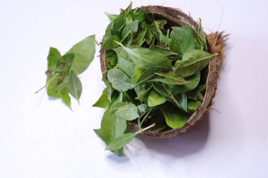 Beyaz arkaplanda taze kına yeşil yaprak (Lawsonia inermis) izole