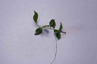 Beyaz arkaplanda taze kına yeşil yaprak (Lawsonia inermis) izole