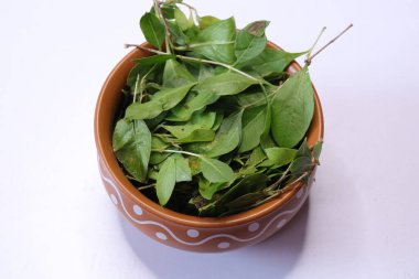 Beyaz arkaplanda taze kına yeşil yaprak (Lawsonia inermis) izole