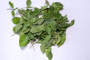 Beyaz arkaplanda taze kına yeşil yaprak (Lawsonia inermis) izole