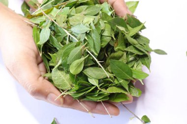 Beyaz arkaplanda taze kına yeşil yaprak (Lawsonia inermis) izole