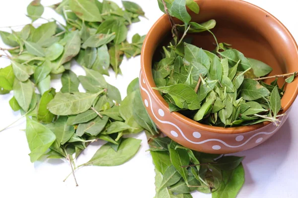 Daun Hijau Henna Segar Lawsonia Inermis Diisolasi Pada Latar Belakang — Stok Foto