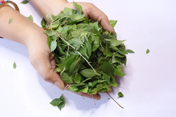 Daun Hijau Henna Segar Lawsonia Inermis Diisolasi Pada Latar Belakang — Stok Foto