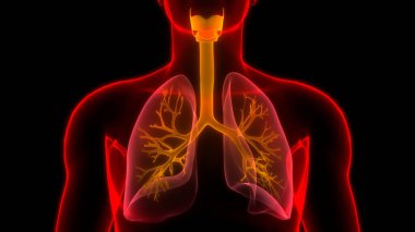Ciğerleri İnsan Solunum Sistemi 'nin Bir Parçası Anatomi 3D