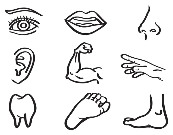Human Body Parts Vector Illustration in Line Art Style Royalty Free Stock Vectors