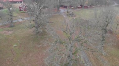 Quercus Petraea Meşe Ağaçları Grubu Yapraksız, Yükselen Hava