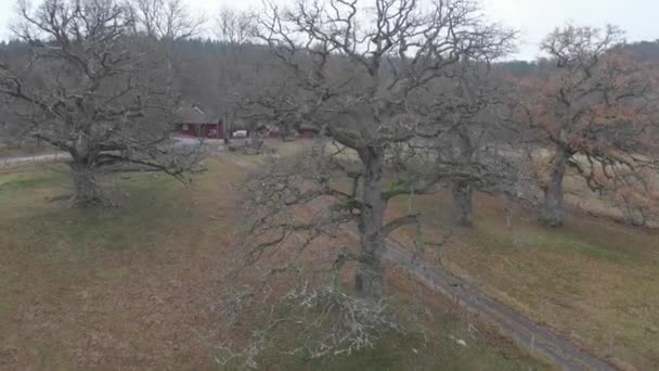 Grupa Drzew Dębowych Bez Liści Wzdłuż Żwirowej Drogi, Wschodzący Aerial — Wideo stockowe