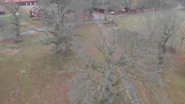Quercus Petraea Oak Fák Levelek nélkül, Felemelkedő Légi — Stock videók