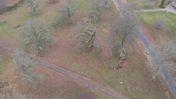 Quercus Petraea Oak Trees With No Leaves in Field, Aerial Landscape Reveal — Stock Video