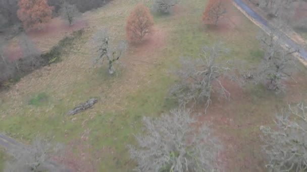 Літаючи над голою дубовою деревиною під час поля, взимку немає снігу, повітря — стокове відео