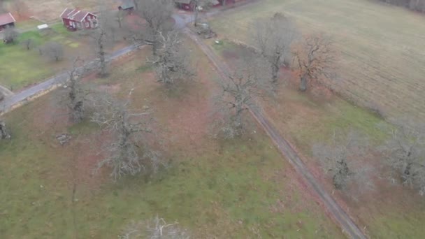 Group of Oak Trees With No Leaves Along Gravel Road, Aerial Circling — Stock Video