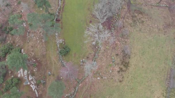 Über blattlosen kahlen Bäumen im Spätherbst im Feld mit Steinzaun, vorwärts aus der Luft — Stockvideo