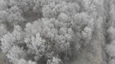 Kuzey Ormanı 'ndaki Karlı Ağaçlar, Kış Harikalar Diyarı Kavramı, Düşük Hava Konsepti