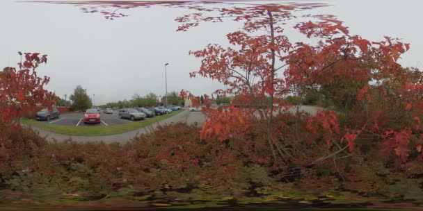Red Autumn Leaves, Beautiful Plants in a City, Fall Scene - 360 VR — Stock Video