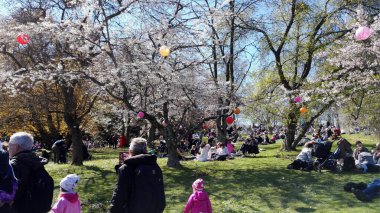 Göteborg, İsveç - 30 Nisan 2017: Kiraz Çiçeği Festivali 'nde İnsanlar