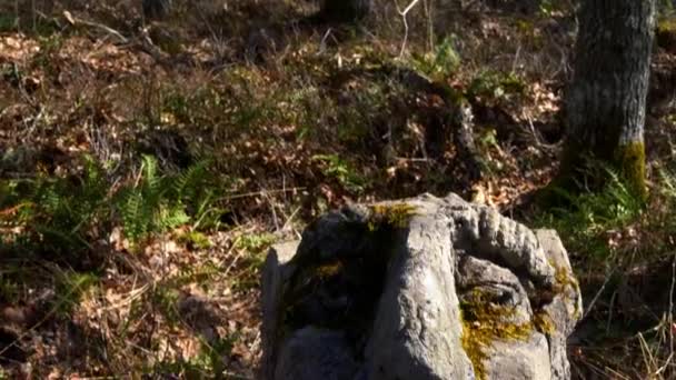 Гамлеби, Швеция - 02 апреля 2021 года: Лицо статуи тролля с мохом в лесу — стоковое видео