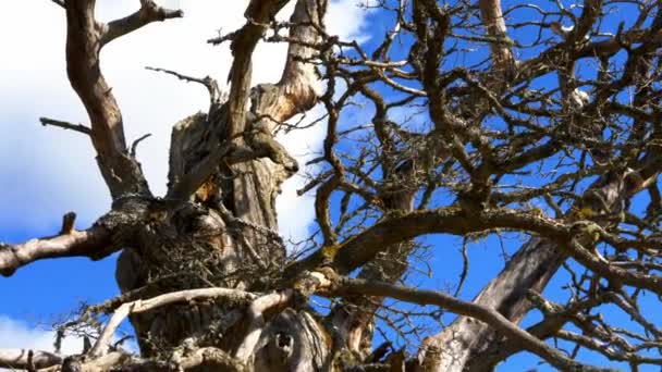 Rumskulla Oak Leafless Branches, Rovere più vecchio della Svezia, Panning — Video Stock