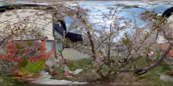 Białe drzewo wiśniowe Sakura, wiosenny symbol spokoju, 360 VR — Wideo stockowe