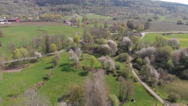 Vallevagen, Binlerce Vahşi Kiraz Ağacı, İsveç, Havadan Gelen — Stok video