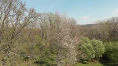 Yükselen Beyaz Çiçek İlkbaharda, Vallevagen Kiraz Çiçeği ile ünlüdür