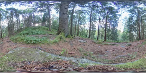 360 VR - Pavimento forestale nella foresta boreale, Scandinavia — Foto Stock