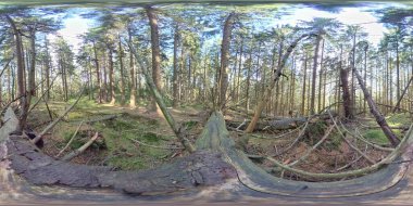 360 VR - Çürüyen Kütük, Boreal Ormanı, İskandinavya, Çam Ağaçları