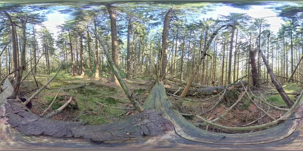 360 VR - Decaying Log, Boreal Forest, Scandinavia, Pine Trees