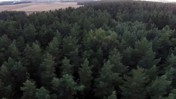 Volando sobre el bosque hacia el lado izquierdo — Vídeo de stock
