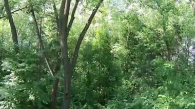 ormandan yükselişi