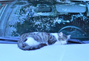 Huzur ve sükunet bu hayvanların doğasında var, insanların tüm endişelerine rağmen, çünkü gündüz uykusu çok önemli..