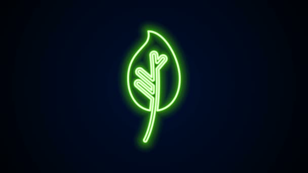 Glödande neon linje Leaf ikon isolerad på svart bakgrund. Lämnar tecken. Färsk naturprodukt symbol. 4K Video motion grafisk animation — Stockvideo